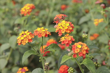 a bunch of Lantana camara (common lantana) is a species of flowering plant within the verbena family (Verbenaceae)
