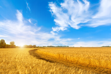 Golden field of wheat. Beautiful summer landscape.