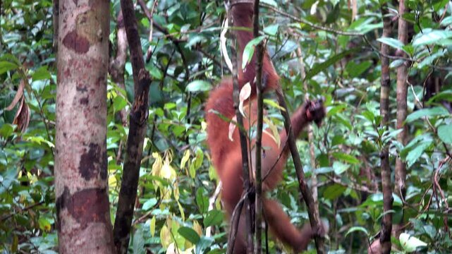 A young wild orangutan in the rain forest.