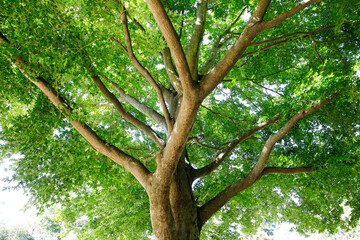 Tree seen from below, trunk and branches, rich foliage with an intense green colour.