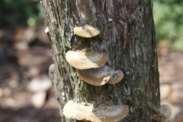 wild mushrooms that grow on dead tree trunks