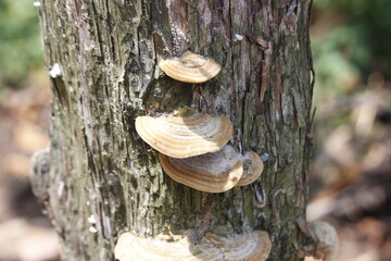 wild mushrooms that grow on dead tree trunks