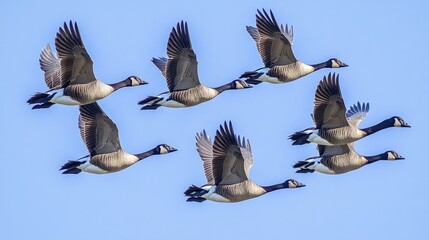 Obraz premium A formation of geese flying against a clear blue sky.