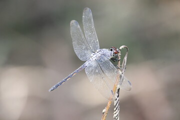 photo of a wild dragonfly perched on a branch