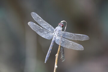 photo of a wild dragonfly perched on a branch