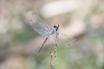 photo of a wild dragonfly perched on a branch