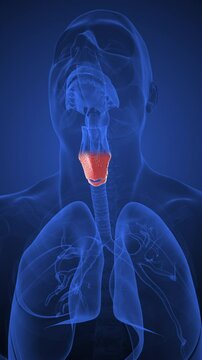 Thyroid gland in the human medical concept