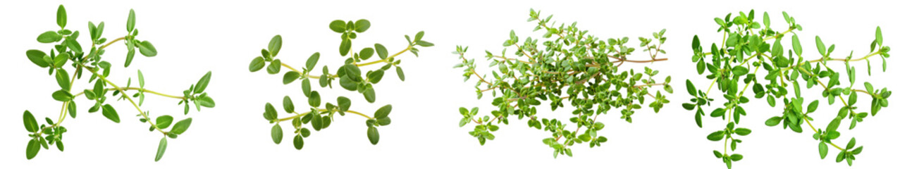 Fresh green herbs on a white isolated background.
