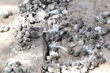photo from above of a collection of chicken droppings