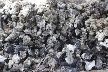 photo from above of a collection of chicken droppings