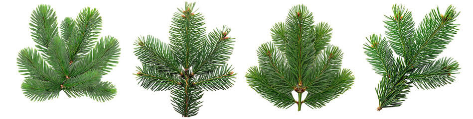 Naklejka premium Set of Realistic Green Spruce Branches for Christmas and New Year on transparent background cutout, PNG file.