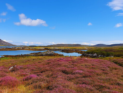 Heather in bloom by the side of a loch, South Uist, Outer Hebrides, Scotland, UK