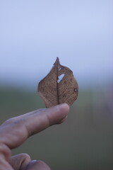 Vertical photo of a dry leaf held in hand with background blur behind it