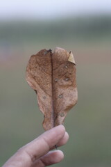 Vertical photo of a dry leaf held in hand with background blur behind it
