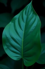 Plant, green leaf close-up