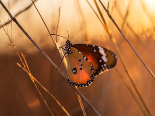 Common tiger butterfly warming its wings at sunrise