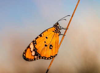 Common tiger and blu sky.