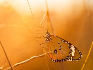Common tiger butterfly warming its wings at sunrise