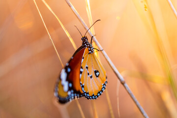Common tiger butterfly warming its wings at sunrise