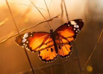 The common tiger butterfly stretches its wings at sunrise.