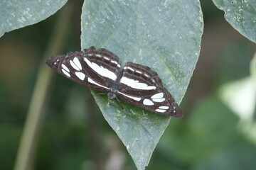 photo from above of a black and white butterfly perched on a green leaf