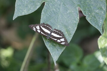 photo from above of a black and white butterfly perched on a green leaf