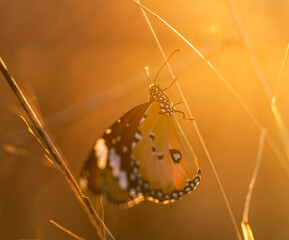 The common tiger butterfly, also known as danaus genutia, is warming its wings.