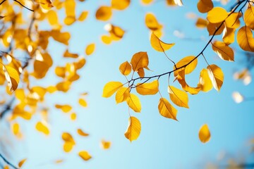 Obraz premium A red and yellow maple tree falls in the autumn sunshine