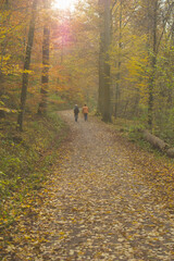 Waldspaziergang im goldenen Oktober