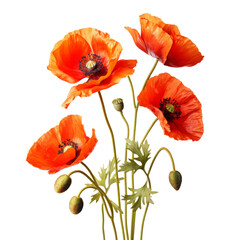 Obraz premium Beautiful poppy flower isolated on white.