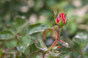 powdery mildew on red rose, rose diseases. Selective focus with shallow depth of field.