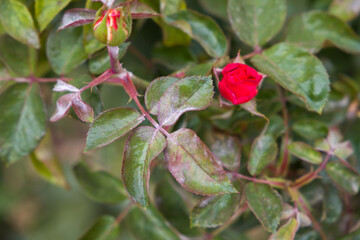 powdery mildew on red rose, rose diseases