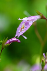 雨上がりのムラサキサギゴケ
