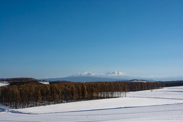 Obraz premium 黄金色のカラマツ林と雪山 大雪山
