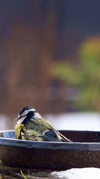 bird blue tit takes a bath, vertical video
