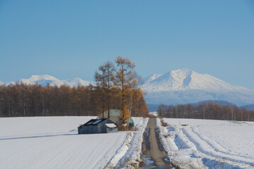 青空と積雪の畑の黄葉のカラマツ林と冠雪の山並み　大雪山
