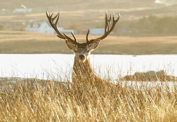 A red deer in morning sunshine on a croft in South Uist, Outer Hebrides, Scotland, UK © Vanessa
