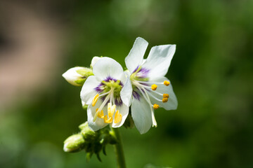 春の庭の満開のシロバナハナシノブ
