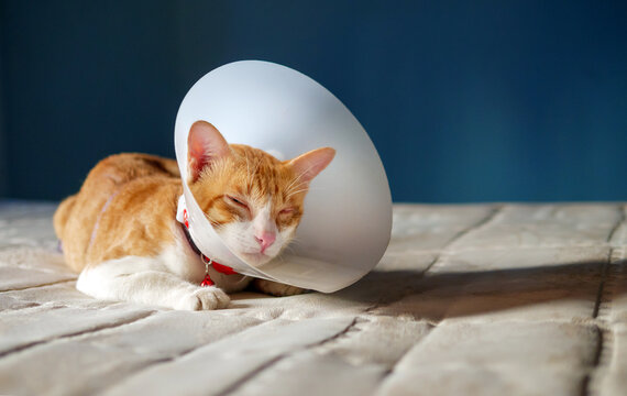 Sick orange cat  in the room with Elizabethan plastic collar or cone collar prevent him scratch his eye, Cute cat wearing a protective  plastic collar cone