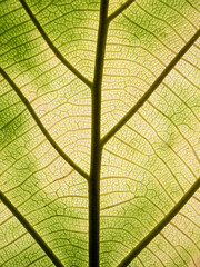 Close up of fresh young spring green leaf highlighted reveal green leaf texture sprinkled with...
