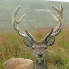 A red deer stag in the mist on a winter morning, South Uist, Outer Hebrides, Scotland, UK