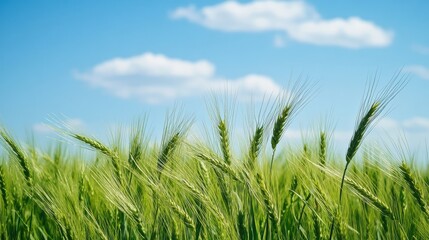 Fototapeta premium Field of Green Wheat Gently Swaying in the Wind - Nature's Tranquility