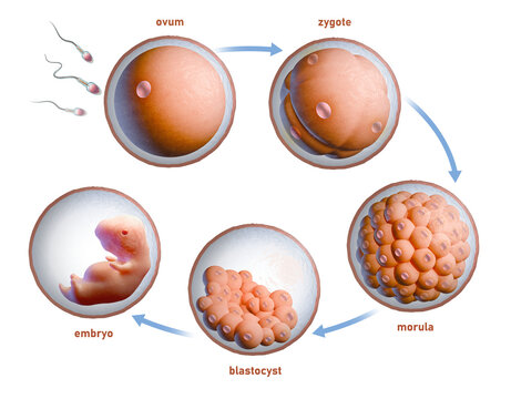 Human fertilization and embryonic development