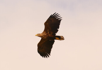 A white-tailed eagle flying in South Uist, Outer Hebrides, Scotland, UK