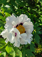 Beautiful large white tree peony flower. Blooming Tree peony flower with large white petals, yellow stamens and green leaves on a sunny day. Spring flowers blooming. Floriculture. Flowerbed in bloom.