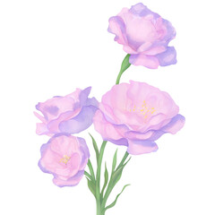 Fototapeta premium Beautiful Lisianthus flowers with stem and green leaves in watercolor.