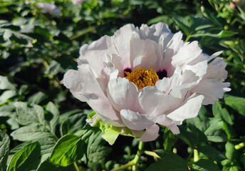 Beautiful large white tree peony flower. Blooming Tree peony flower with large white petals, yellow stamens and green leaves on a sunny day. Spring flowers blooming. Floriculture. Flowerbed in bloom.