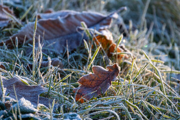 A captivating view of frosted leaves and grass in a beautiful winter setting, showcasing natures beauty