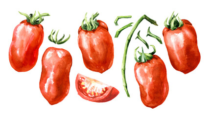 Fresh ripe longfruited San Marzano tomatoes set. Hand drawn watercolor illustration isolated on white background