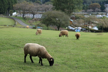 Fototapeta premium sheep and lambs